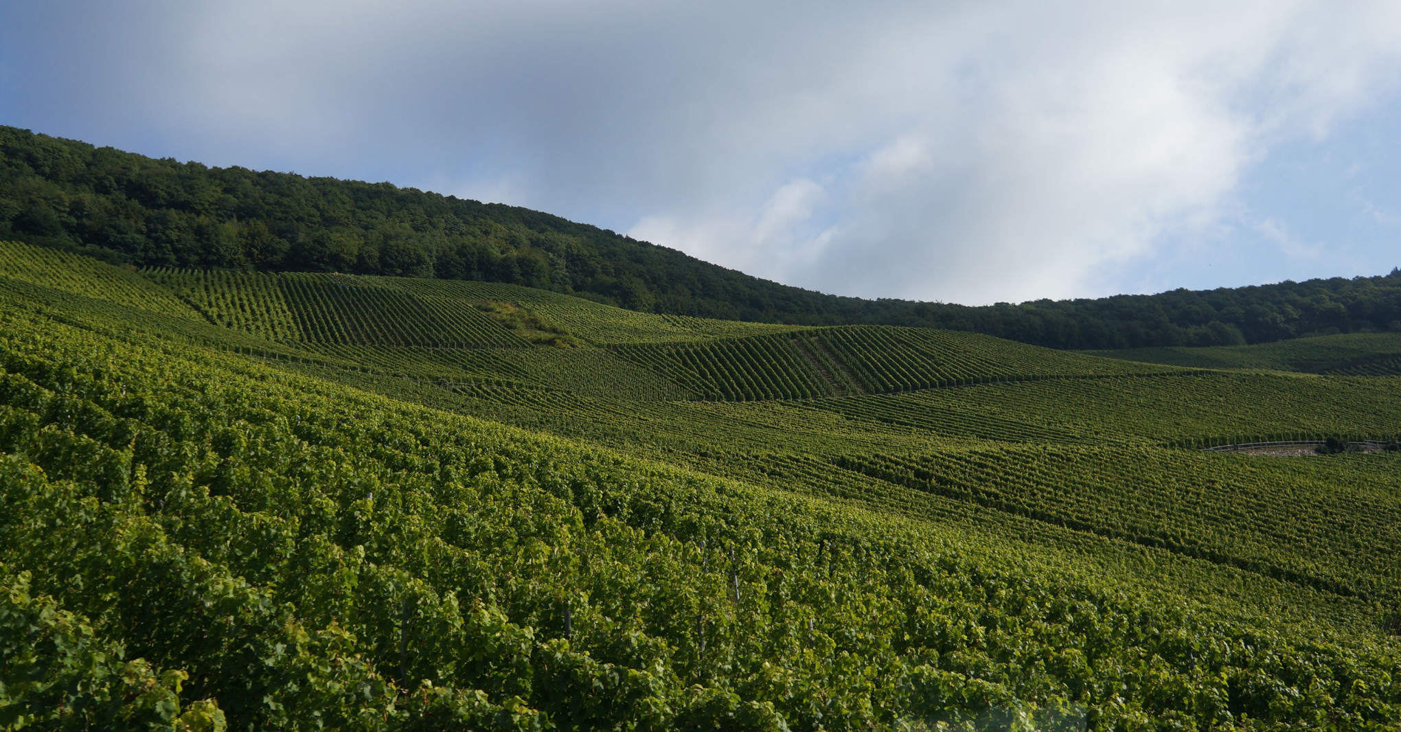 La crisi del vino non rallenta. Unione italiana vini: «La produzione va tagliata»