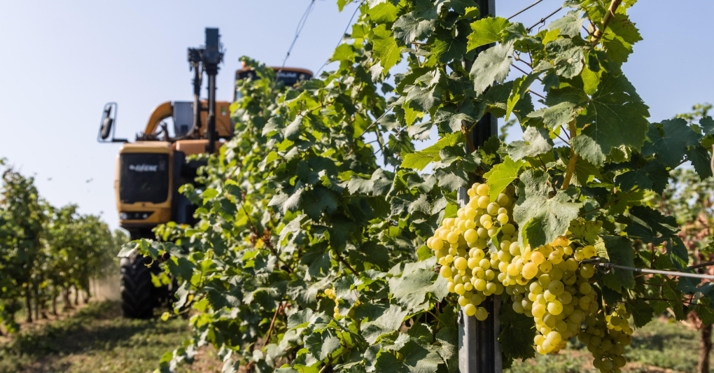 Al via la vendemmia 2026 tra caro costi, incognita meteo e carenza di manodopera episode artwork