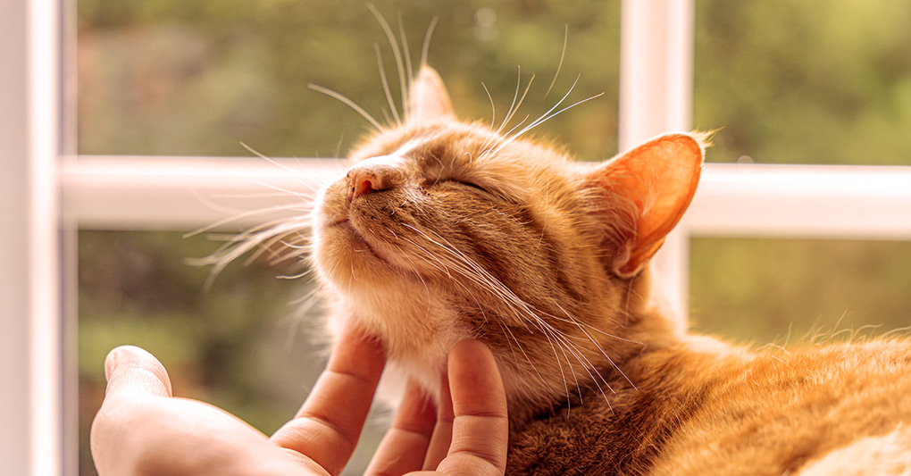 Pitagora: il gatto che si prende cura delle emozioni