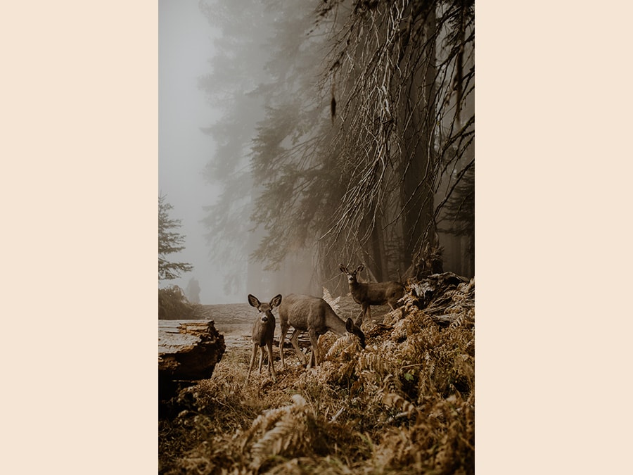 Image Name: An unexpected meeting. Photographer Name: Justyna Zdunczyk. Year: 2018. Copyright: © Justyna Zdunczyk, Poland, Winner, Open Wildlife and Winner, Poland National Award, 2018 Sony World Photography Awards