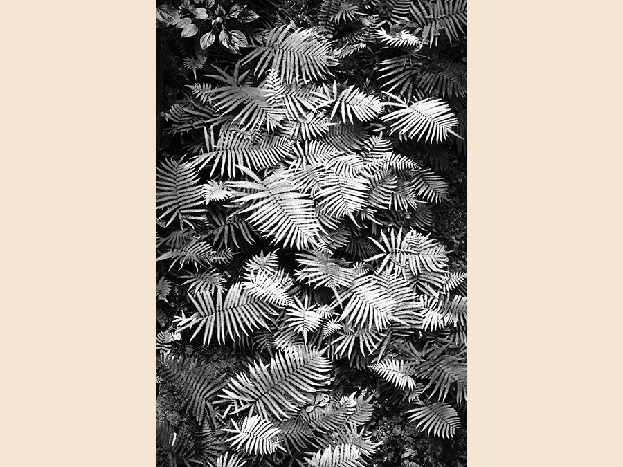 Image Name: Ferns. Photographer Name: Kai Fatt Eng. Year: 2018. Copyright: © Kai Fatt Eng, Malaysia, Commended, Open Still Life and 2nd Place, Malaysia National Award, 2018 Sony World Photography Awards