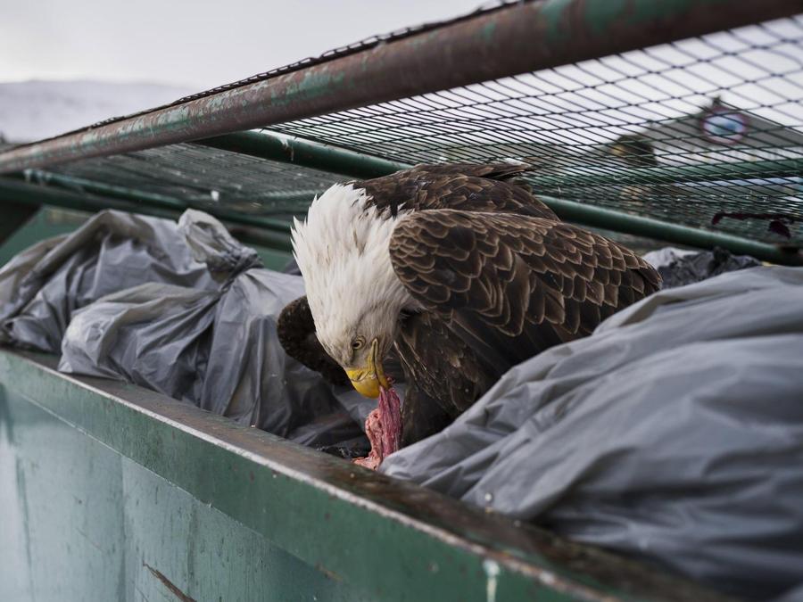 Fotografo Corey Arnold, primo premio per Nature. Dutch Harbor, Alaska,14 febbraio 2017. EPA/COREY ARNOLD