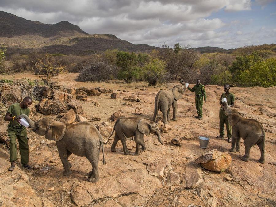 Ami Vitale, 'Nature - Stories' Bbaby elefanti nutriti nel Reteti Elephant Sanctuary, nord del Kenya, 11 febbraio 2017. EPA/AMI VITALE / NATIONAL GEOGRAPHIC