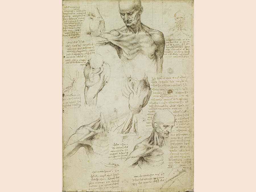 Leonardo da Vinci, The Anatomy of the Shoulder and Neck (Royal Collection Trust/© Her Majesty Queen Elizabeth II 2019)