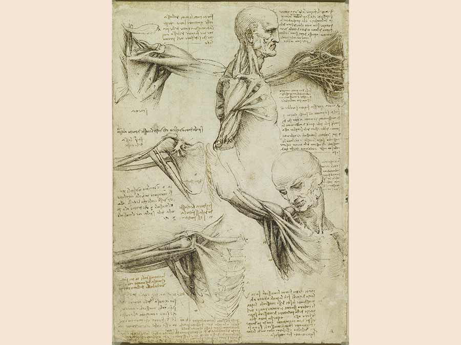 Leonardo da Vinci, The Anatomy of the Shoulder and Neck (Royal Collection Trust/© Her Majesty Queen Elizabeth II 2019) 