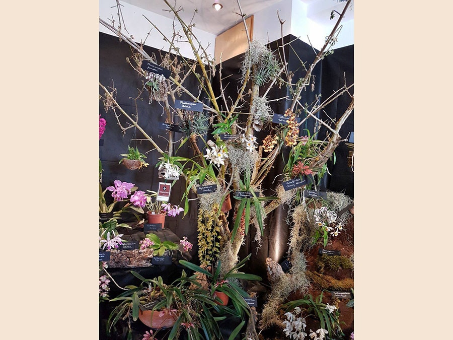 Orchidee dal mondo, Monte Porzio Catone (Roma) – Arrivata alla 24esima edizione, dal 12 al 14 aprile, la mostra di orchidee è allestita nella Villa Mondragone, dimora del Cinquecento immersa in 18 ettari di parco con cipressi e lecci secolari