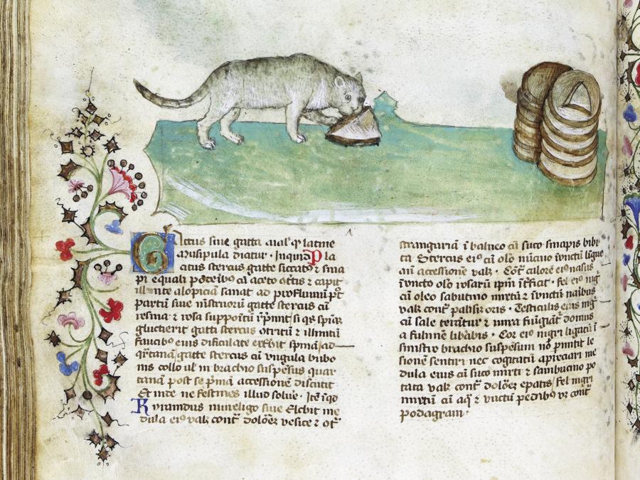 Bottega di Giovannino de' Grassi, Gatto arraffa una fetta di cacio, 1395-1400 circa, tempera su pergamena, in Historia plantarum, Roma, Biblioteca Casanatense, Ms. 459, f. 118v