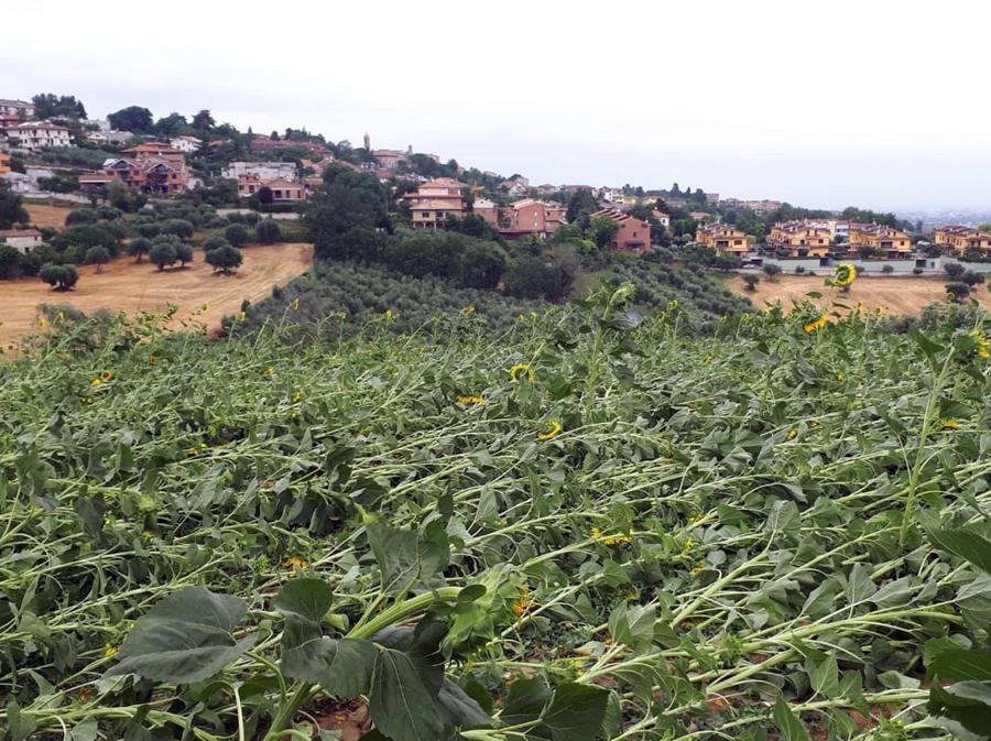 Danni provocati dal maltempo nelle campagne delle Marche. (ANSA/ UFFICIO STAMPA COLDIRETTI)