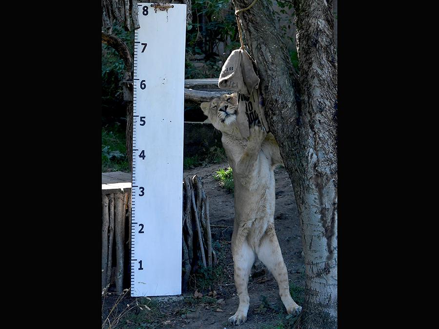 La leonessa asiatica  Heidi   si fa misurare in altezza: far alzare gli animali e misurarli non è sempre un compito facile  REUTERS/Toby Melville