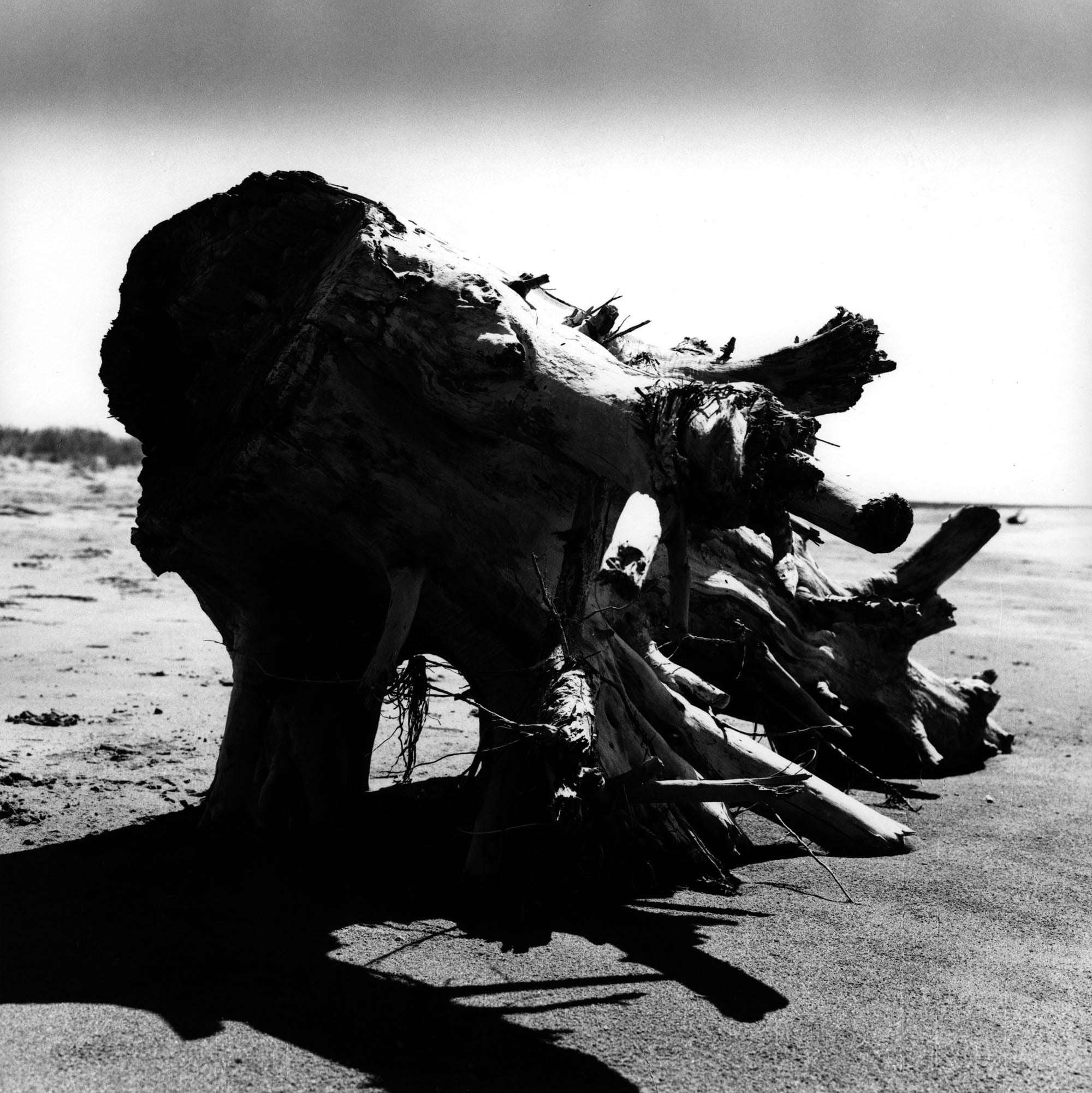 Franco Grignani, La morte estate, 1958, Gelatina bromuro d'argento/carta, 30,5x30,5 cm, Mufoco, Museo di fotografia contemporanea