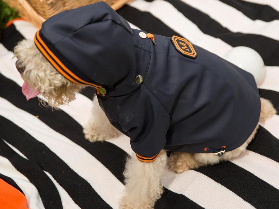L'Impermeabile Trieste di Poldo Dog Couture indossato a Central Park, New York (Ansa)