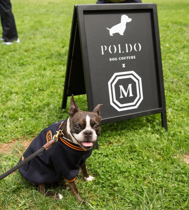 Un altro modello peloso all'evento Poldo Dog Couture a Central Park, New York (Ansa)