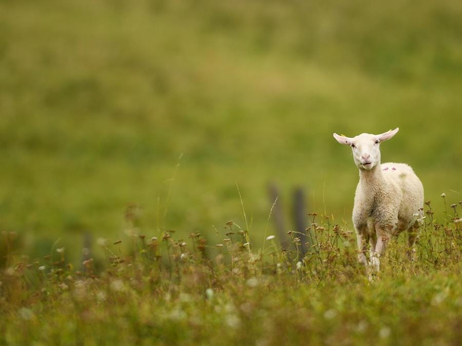 Un agnello nel Mittenwald nella Baviera. (EPA/PHILIPP GUELLAND)