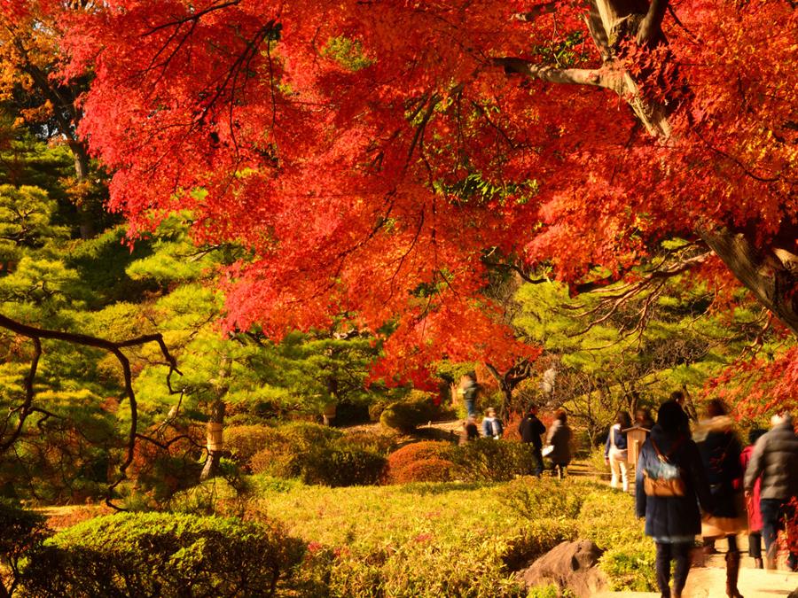 Nei giardini Rikugien, situati nel quartiere Bunkyo, nella zona nord di Tokyo dal 20 novembre al 12 dicembre, dove si trovano diverse varietà di aceri e zelkove, viene prolungato l'orario di apertura per le speciali illuminazioni serali. Al calare del sole il contrasto delle foglie con il cielo scuro rende i colori ancora più vibranti, regalando scorci unici di questa area verde che ha da sempre ispirato artisti e poeti e rientra nel patrimonio culturale della città.