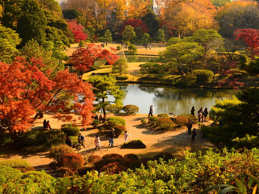 Nei giardini Rikugien, situati nel quartiere Bunkyo, nella zona nord di Tokyo dal 20 novembre al 12 dicembre, dove si trovano diverse varietà di aceri e zelkove, viene prolungato l'orario di apertura per le speciali illuminazioni serali. Al calare del sole il contrasto delle foglie con il cielo scuro rende i colori ancora più vibranti, regalando scorci unici di questa area verde che ha da sempre ispirato artisti e poeti e rientra nel patrimonio culturale della città.