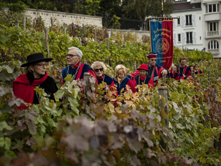 Membri della Repubblica di Montmartre alla vendemmia nel Clos de Montmartre. Un piccolo vigneto che produce 500 litri di vino all'anno chiuso al pubblico dal 1933 per preservare questo angolo di natura nella citttà e d evitare nuove costruzioni. (EPA/IAN LANGSDON)