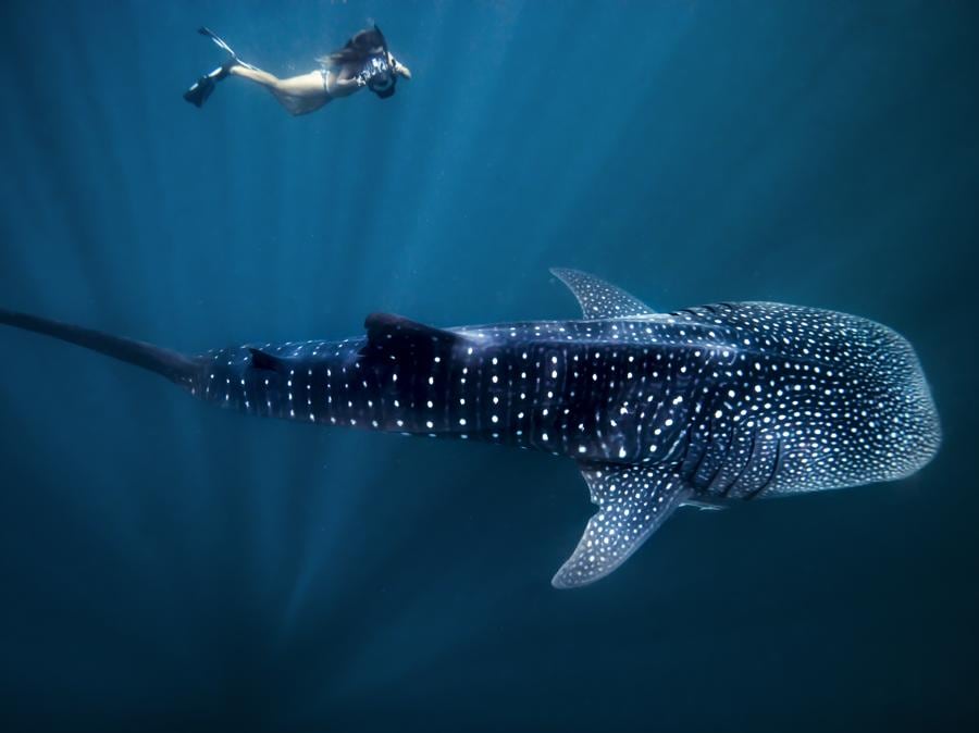 Aerial View of a Swimming Whale Shark (Rhincodon typus), Ningaloo Marine Park