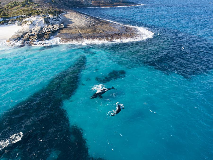 Aerial View of Whales swimming, Cape Arid National Park Coastline