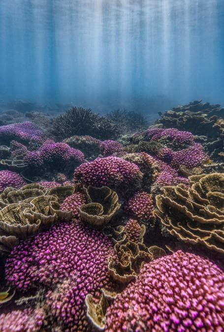 Lavender Patch at Ningaloo Reef, Coral Bay