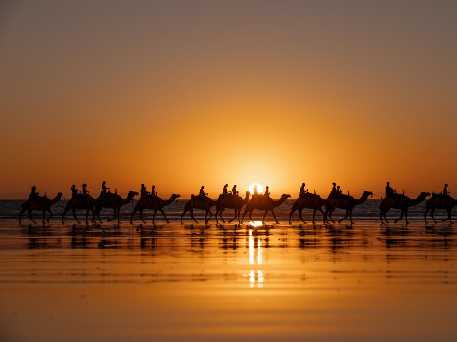 Eye Level View of Camels at sunset on Cable Beach, Broome
