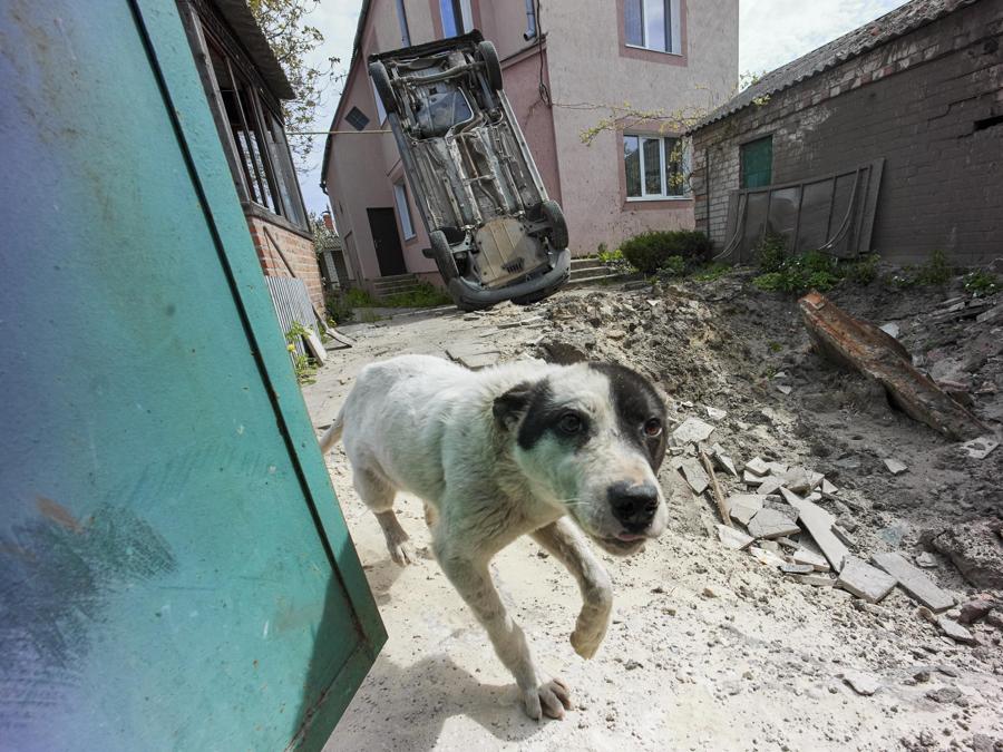 Un cane passa davanti a un buco di bombardamento vicino alla periferia di Kharkiv. EPA/SERGEY KOZLOV