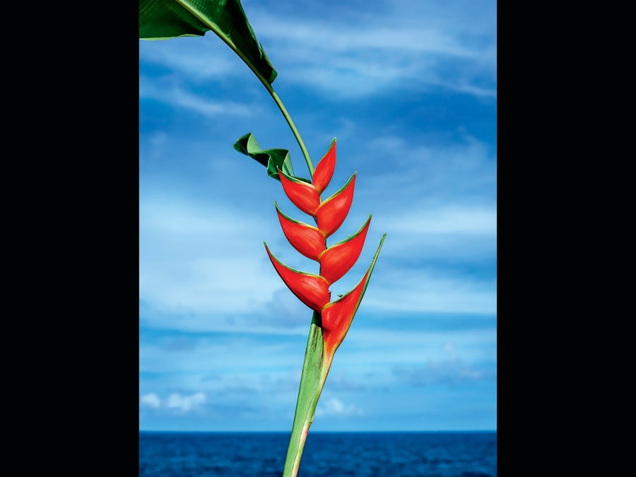 David LaChapelle «Heliconia No. 1» Hawaii 2019-2020 (Fonte: David LaChapelle) 