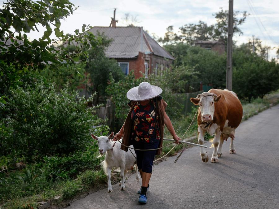 Una donna porta la sua capra e la sua mucca al pascolo a Konstantinovka, nella regione di Donetsk. (Photo by ANATOLII STEPANOV / AFP)