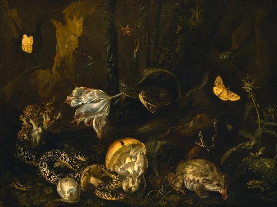 Otto Marseus van Schrieck, Sottobosco met met insecten en amfibieen, 1662. Herzog Anton Ulrich-Museum, Braunschweig