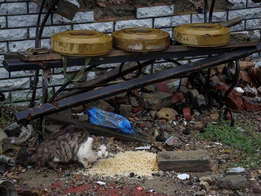 Un gatto mangia della pasta cruda vicino al villaggio di Dolyna. Sullo sfondo mine anticarro posate  sulla panchina. (REUTERS/Gleb Garanich)