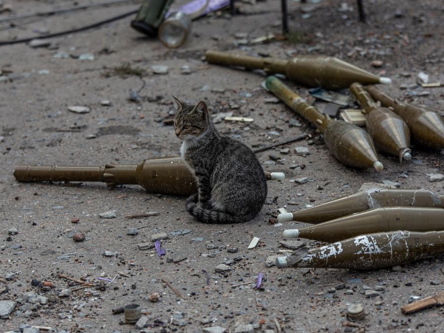 Un gatto siede vicino a proiettili per un lanciagranate RPG-7, nel villaggio di Velyka Komyshuvakha,nella regione di Kharkiv. (REUTERS/Oleksandr Ratushniak)