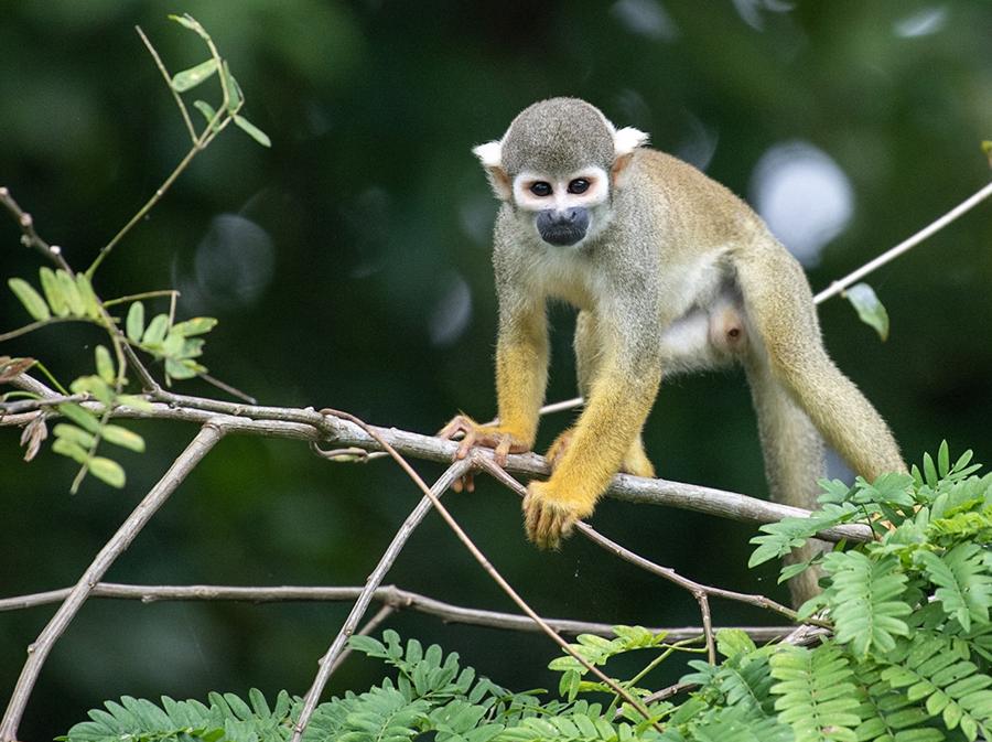 Scimmietta-scoiattolo nella Foresta Amazzonica