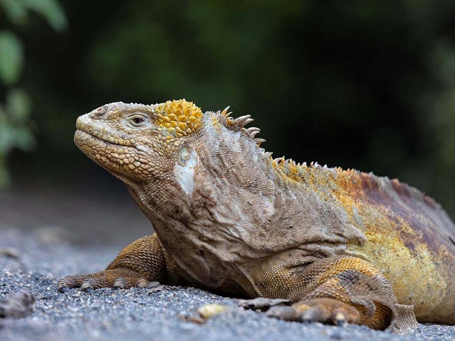 Un’iguana delle Galapagos