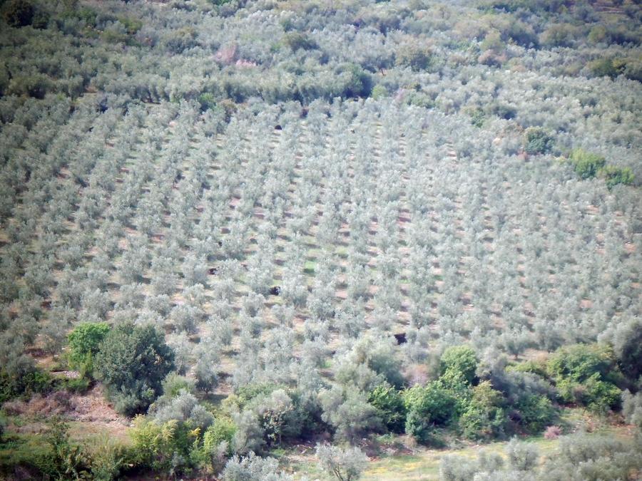 Coltivazione di alberi di ulivo per la produzione di olio di oliva su un promontorio del Gargano, (Foggia). (ANSA / GIUSEPPE GIGLIA)