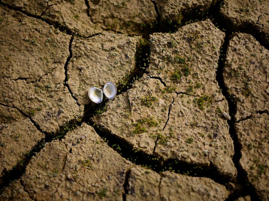 Una conchiglia è vista sulla terra screpolata e asciutta del lago Montbel parzialmente asciutto ai piedi dei Pirenei mentre la Francia affronta un periodo di siccità invernale da record che fa temere un’altra estate di siccità e restrizioni idriche. (REUTERS/Sarah Meyssonnier)