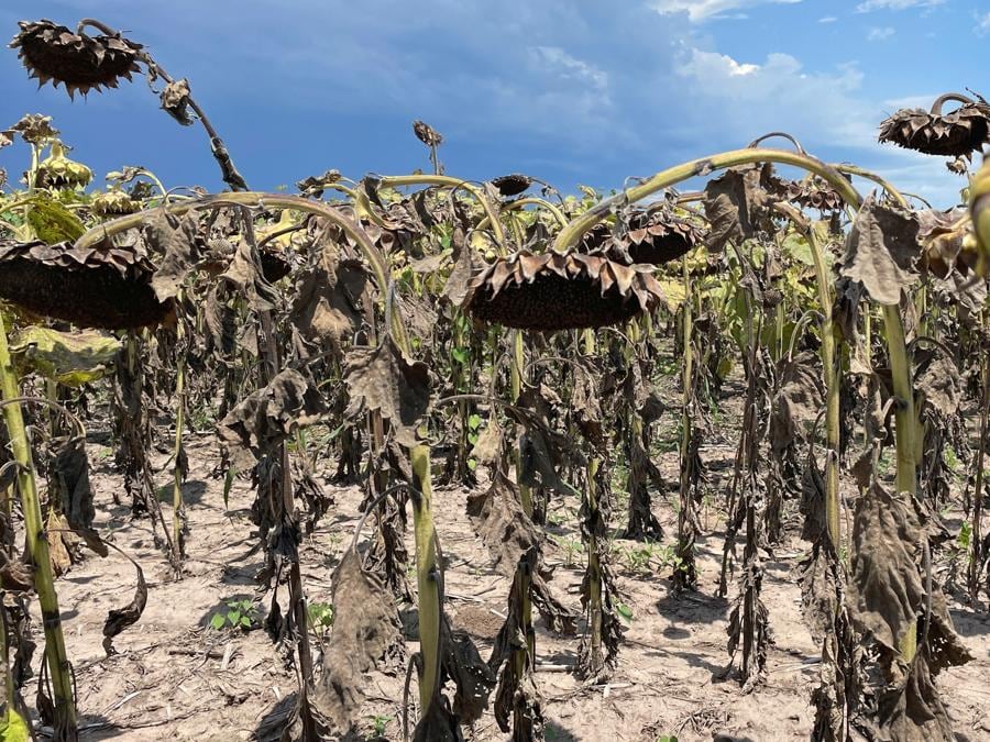 I girasoli secchi sono visti in una fattoria, nel mezzo della peggiore siccità argentina degli ultimi sessant’anni, a Tostado, nel nord di Santa Fe, in Argentina. (REUTERS/Miguel Lo Bianco)