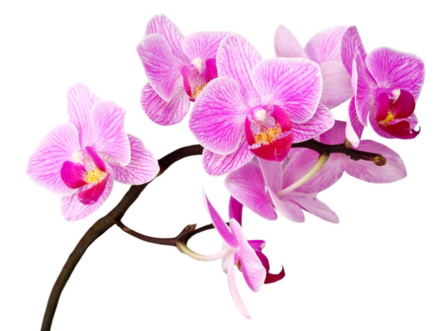 Orchidea viola