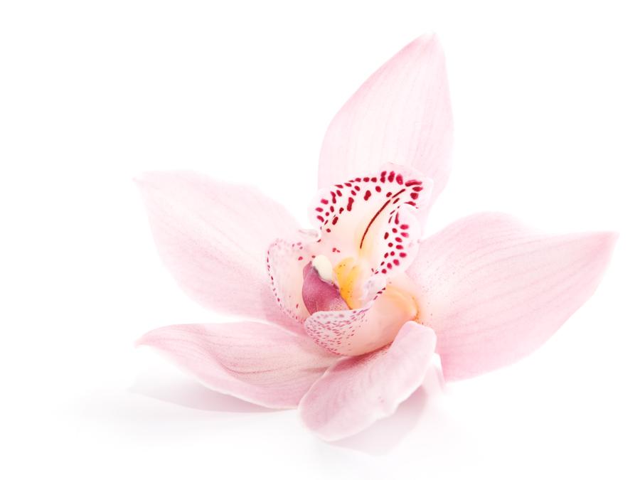 Orchidea rosea