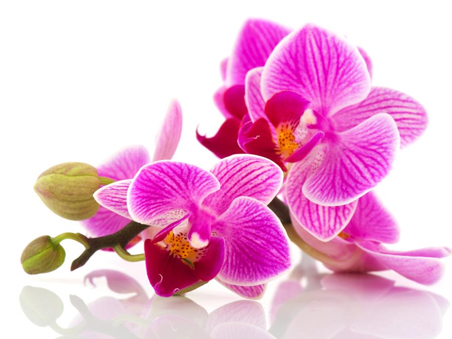 Orchidea rosa tropicale
