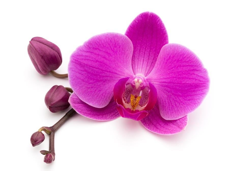 Orchidea rosa