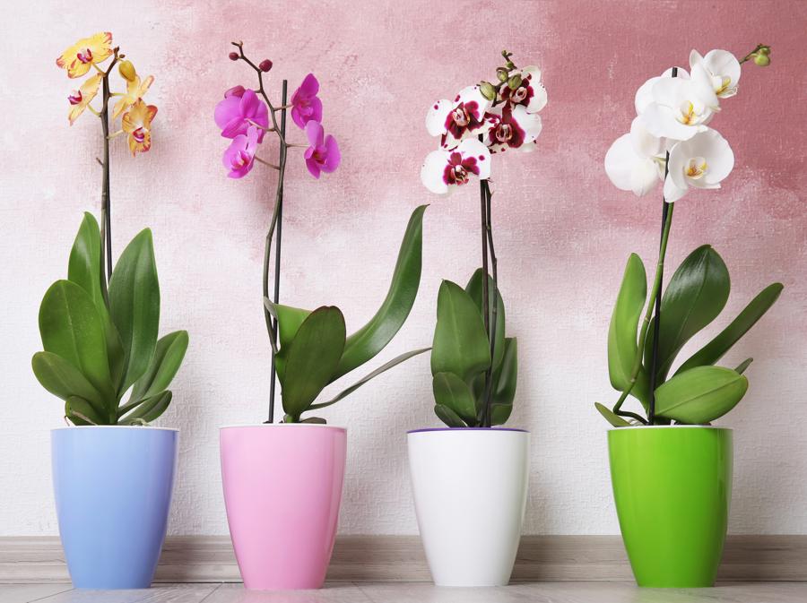 Orchidea tropicale