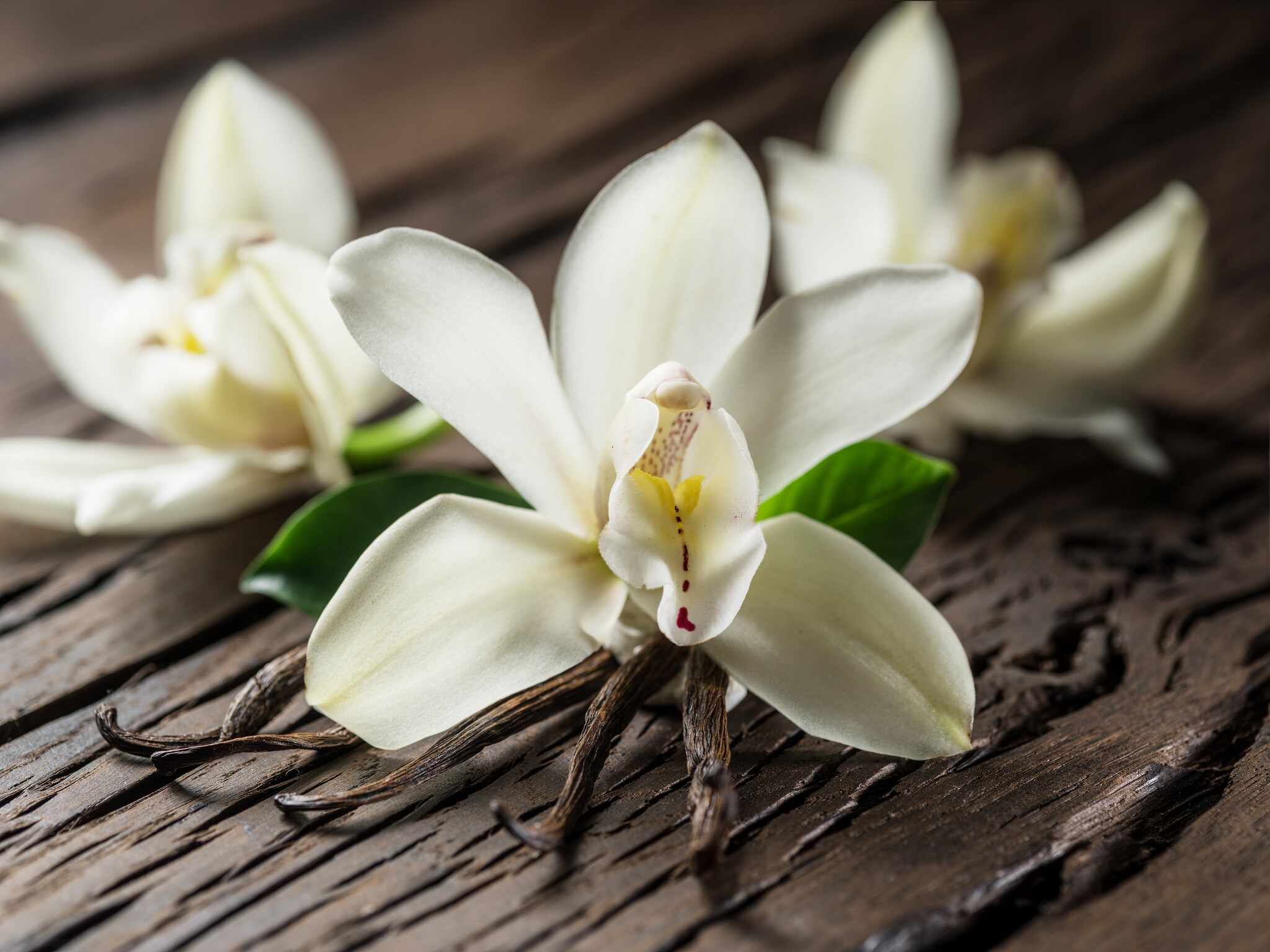 Orchidea vaniglia