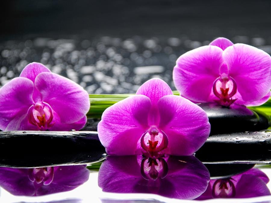 Orchidea, quando la bellezza in fiore è anche intelligente! - Il Sole 24 ORE