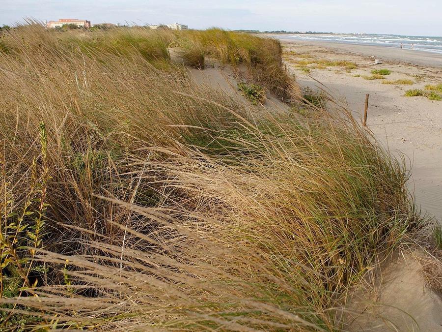 Lido, area protetta degli Alberoni con le dune (Credit: via Commons.Wikimedia)