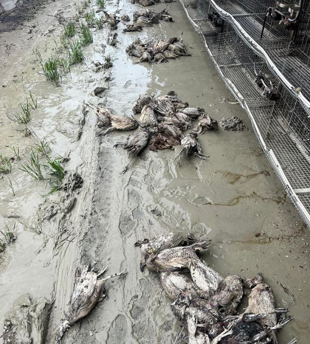 L’azienda di allevamento fagiani di Michele Graziani, a Bagnacavallo. L’inondazione ha distrutto migliaia di animali e uova