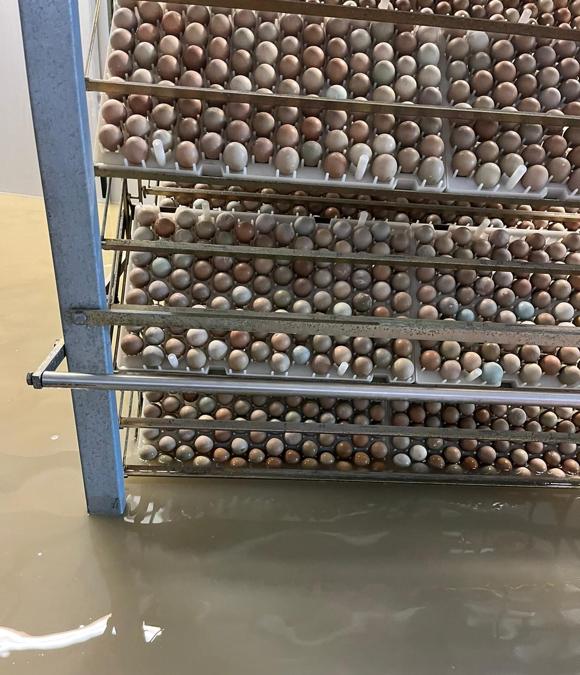 L’azienda di allevamento fagiani di Michele Graziani, a Bagnacavallo. L’inondazione ha distrutto migliaia di animali e uova