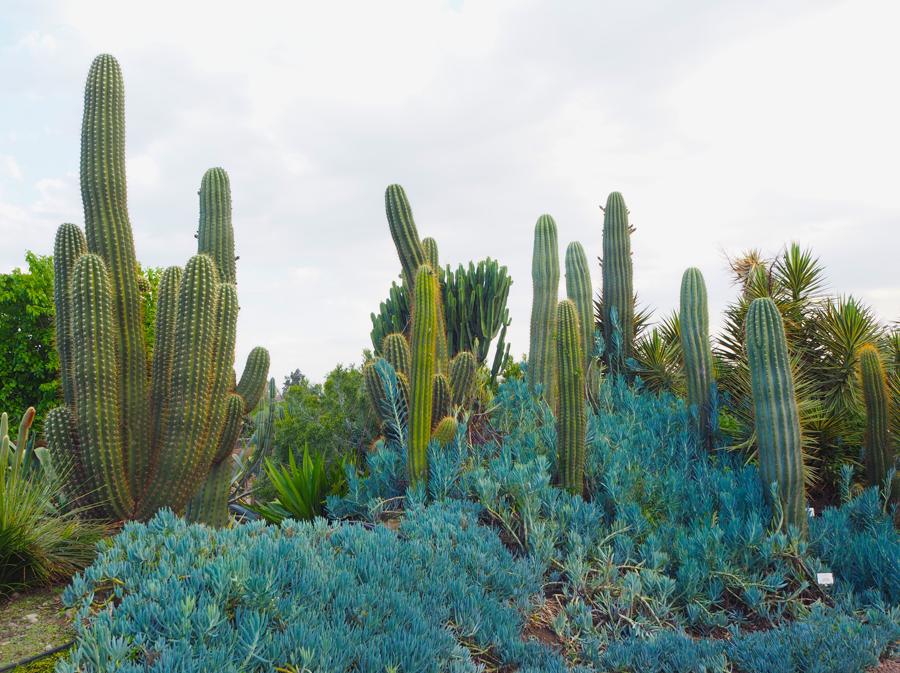 Cactus a Radicepura