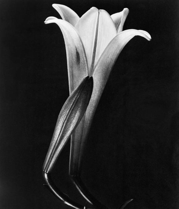Tina Modotti, Easter Lily and Bud, c. 1925