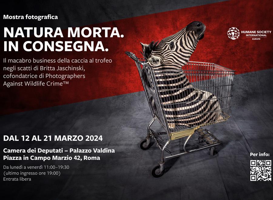 Per il poster dell’esposizione è stata utilizzata la foto Licenza di uccidere. Raffigura un trofeo di zebra di Grévy o zebra imperiale, custodito al The National Wildlife Property Repository, U.S. Fish and Wildlife Service, Denver, Colorado, Stati Uniti d’America. “Il magazzino dove gli oggetti confiscati sono tenuti per effettuare test forensi e a scopi educativi usa carrelli della spesa per spostare gli oggetti da un punto A a un punto B, il che sembra ironico, ma rende ancora più pertinente la mia domanda: fauna selvatica o merce?” si chiede l’autrice della fotografia, Britta Jaschinski. La mostra è visitabile da martedì 12 fino a giovedì 21 marzo alla Camera dei Deputati a Roma. Organizza di Humane Society International/Europe