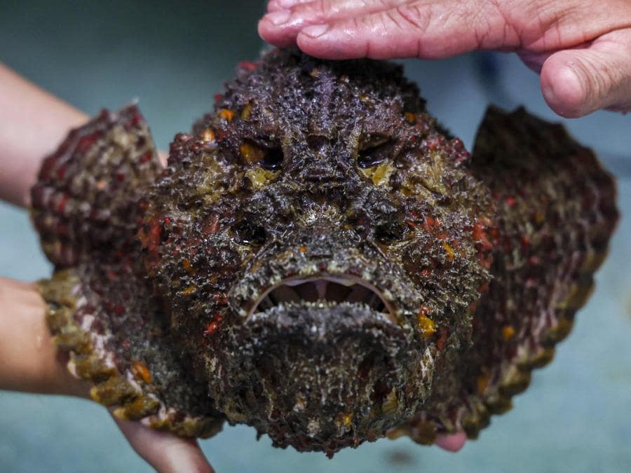 Un pesce pietra, il pesce più velenoso del mondo, fotografato nel Queensland, in Australia. (Foto di DAVID GRAY / AFP)