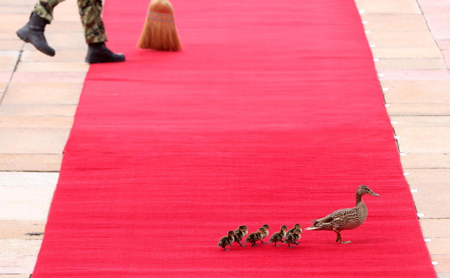 Una famigliola di anatre attraversa il tappeto rosso prima dell’arrivo del presidente cinese Xi Jinping per l’incontro con la sua controparte serba a Belgrado, in Serbia. Il leader cinese è in visita ufficiale di due giorni in Serbia. (foto APE/Andrej Cukic)